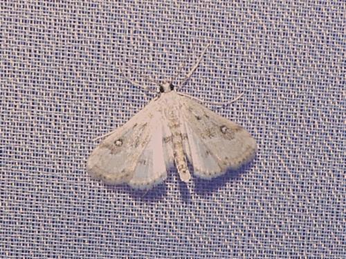 Parapoynx stratiotata